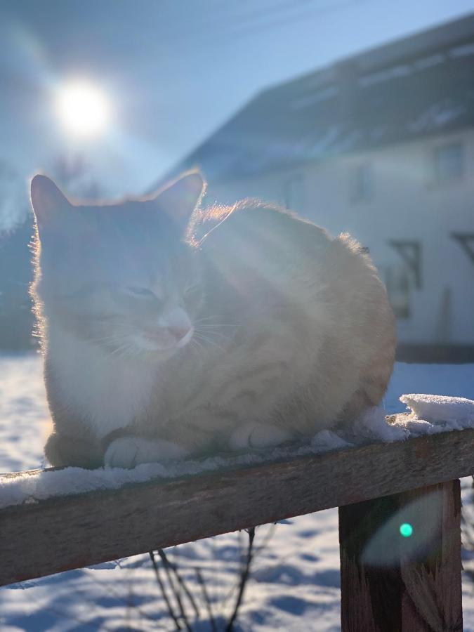 Vila Sarnia Polana Kostrzyca Exteriér fotografie